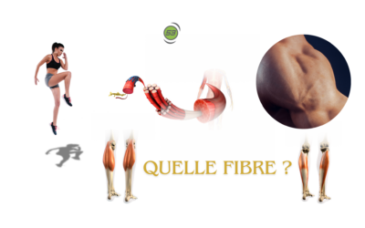 Comprendre les Différents Types de Fibres Musculaires et les Exercices Adaptés